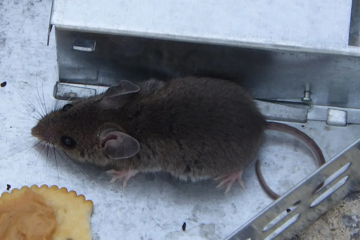 Mice in the house: signs and what to do