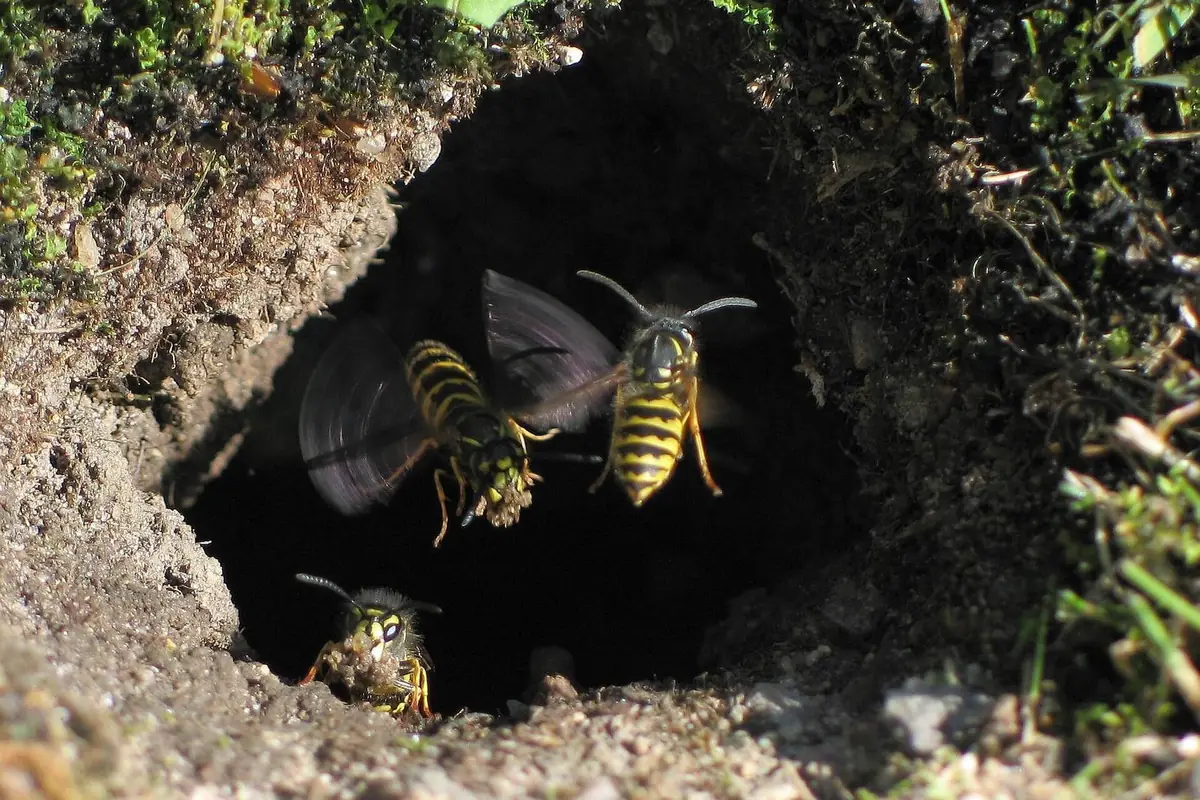 Wasp nest removal: what you need to know