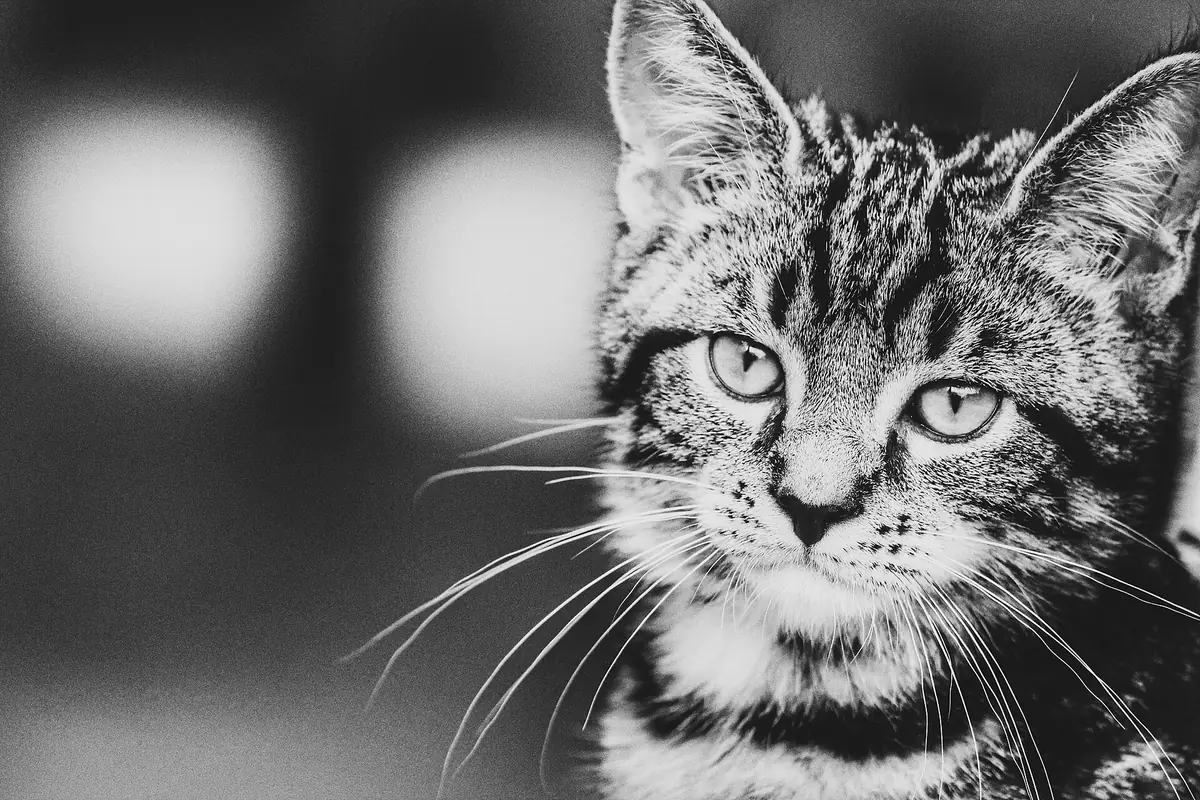 New kitten checklist