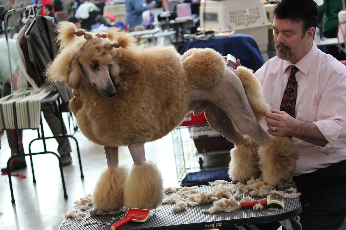 How often should you groom your dog?