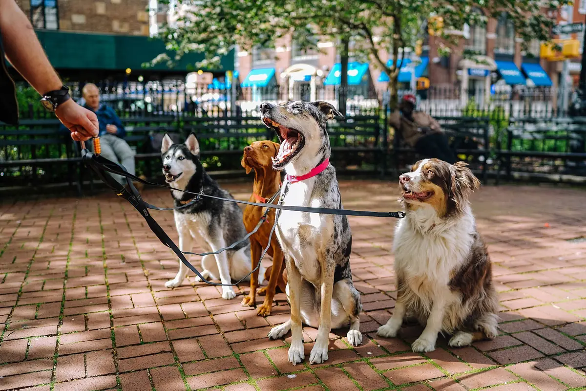 Pet Services - Dog groomers, pet sitters, dog walkers and boarding near you