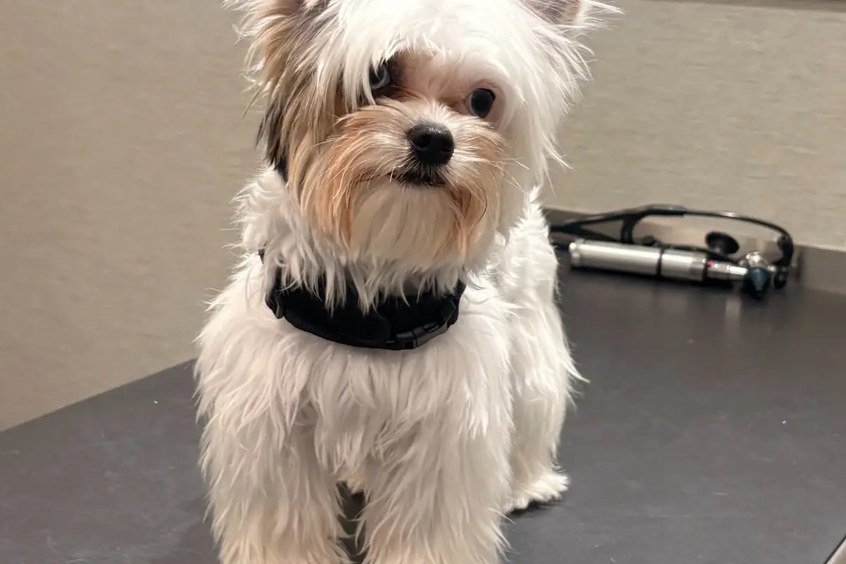 Vet costs in the UK and how pet insurance works
