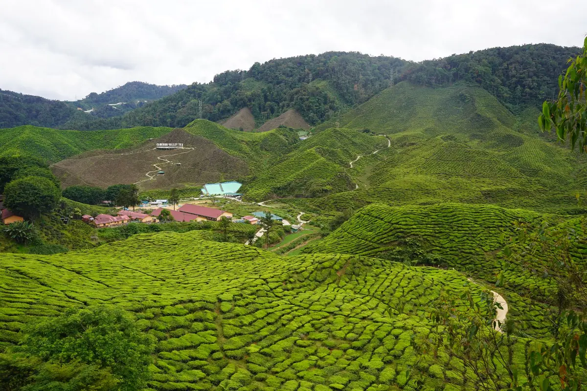 Green tea plantation hills in the Cameron Highlands