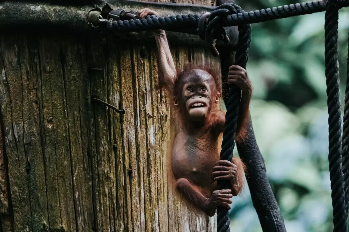 An orangutan climbing a rope in Borneo