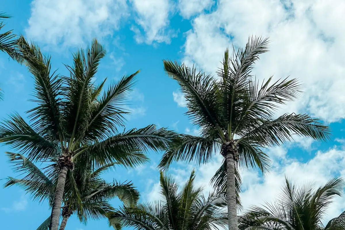 Palm trees against a bright blue sky