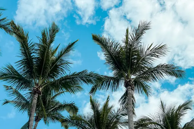 Palm trees against a bright blue sky